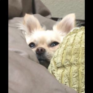 Meet your Posher, Audrey